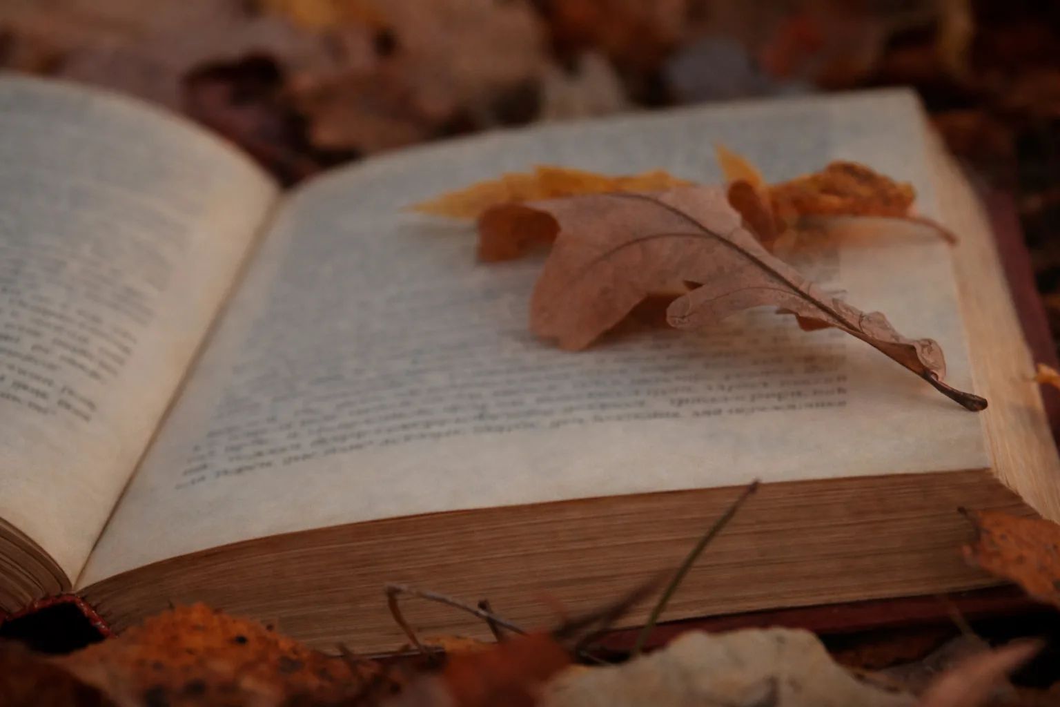 Une feuille de chêne séchée, aux tons d’automne, est posée sur les pages d’un livre ancien ouvert.