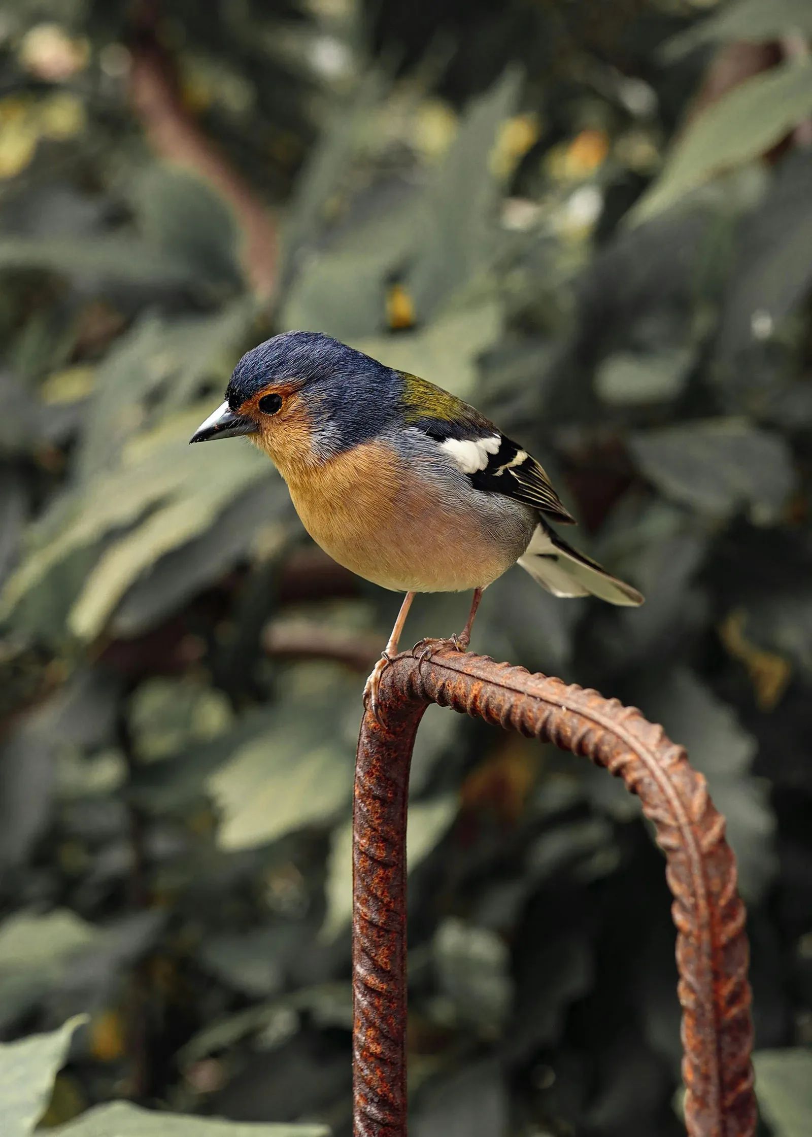 Un pinson au plumage bleu et orangé, perché sur une tige de fer rouillée devant un feuillage.