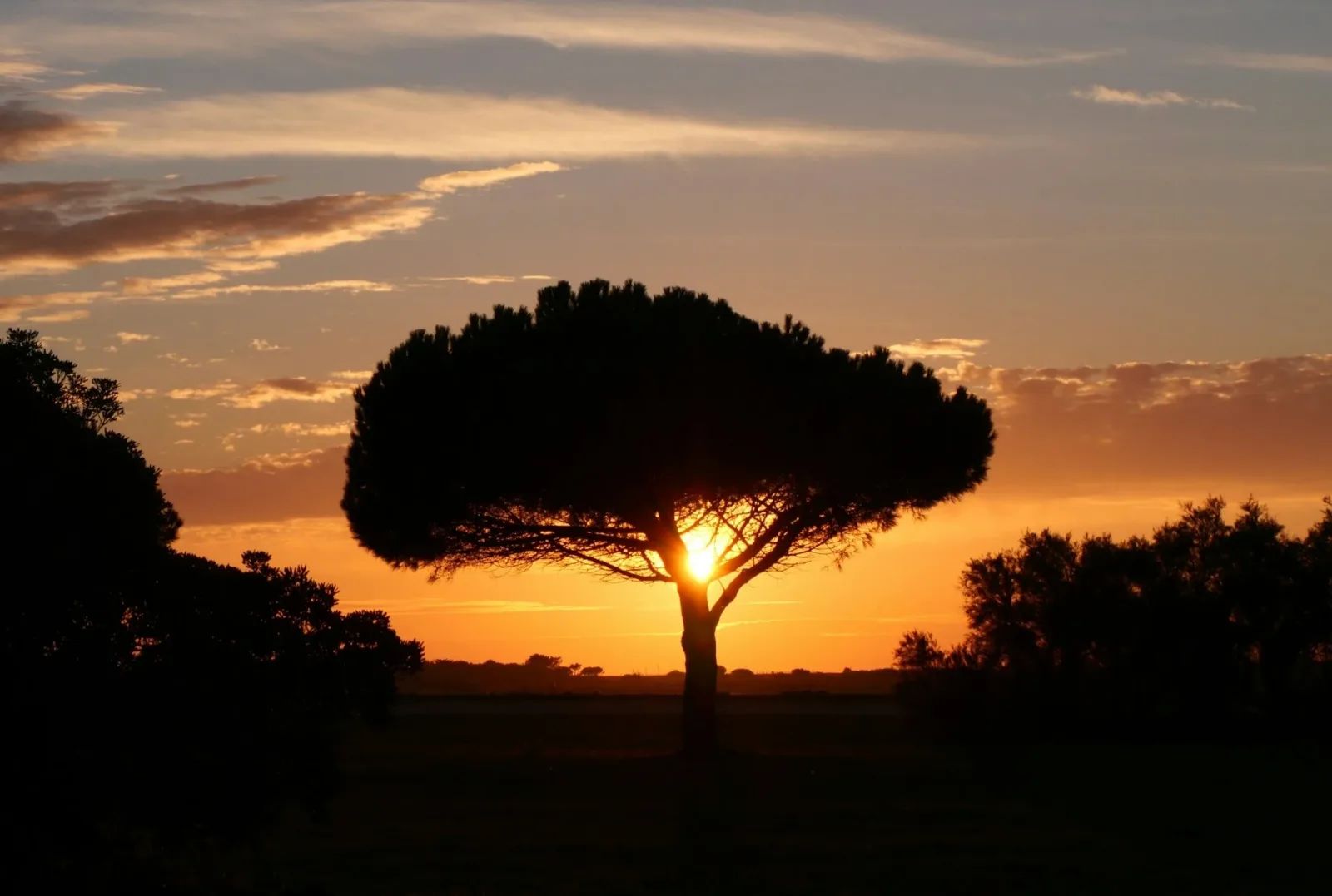 Un pin parasol en contre-jour devant le soleil couchant, dans un paysage de campagne.
